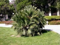 Chamaerops humilis