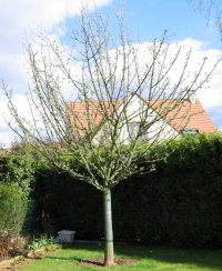 Pommier